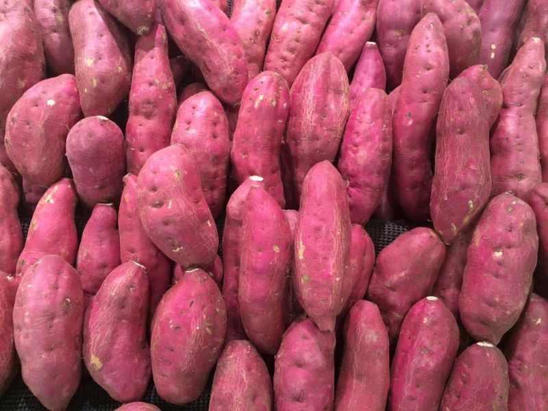 Mơ thấy khoai lang là điềm gì? Giải mã chiêm bao chuẩn xác 8 Chiêm bao thấy khoai lang đánh con gì?